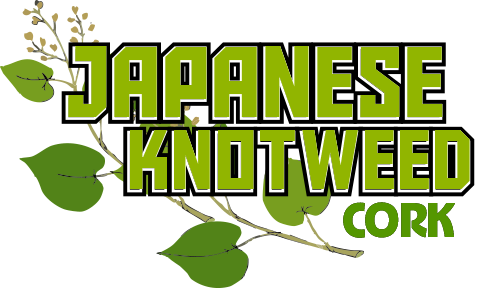 Japanese Knotweed Cork